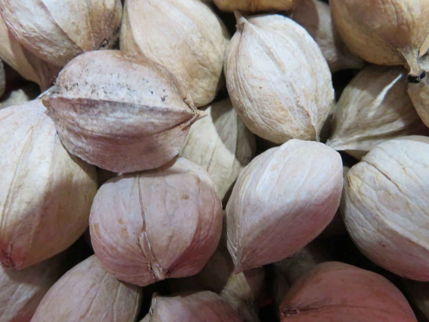 Shagbark Hickory Nuts SHELLED (8oz)